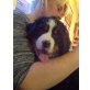 Berner Sennenhund Welpen - Rüde