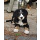 Berner Sennenhund Welpen - Rüde