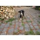 Berner Sennenhund Welpen - Rüde