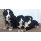 Berner Sennenhund Welpen - Rüde