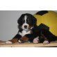 Berner Sennenhund Welpen - Rüde