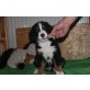 Berner Sennenhund Welpen - Rüde