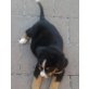 Berner Sennenhund Welpen - Rüde