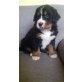 Berner Sennenhund Welpen - Rüde
