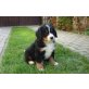 Berner Sennenhund Welpen - Rüde