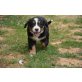 Berner Sennenhund Welpen - Rüde