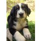 Berner Sennenhund Welpen - Rüde