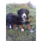 Berner Sennenhund Welpen - Rüde
