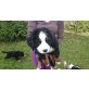 Berner Sennenhund Welpen - Rüde