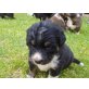 Berner Sennenhund Welpen - Rüde