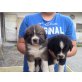Berner Sennenhund Welpen - Rüde