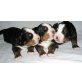 Berner Sennenhund Welpen - Rüde