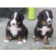 Berner Sennenhund Welpen - Rüde