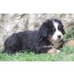 Berner Sennenhund Welpen - Rüde
