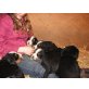 Berner Sennenhund Welpen - Rüde