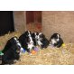 Berner Sennenhund Welpen - Rüde