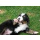 Berner Sennenhund Welpen - Rüde