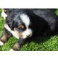 Berner Sennenhund Welpen - Rüde