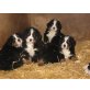 Berner Sennenhund Welpen - Rüde