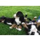 Berner Sennenhund Welpen - Rüde