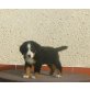 Berner Sennenhund Welpen - Rüde