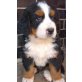 Berner Sennenhund Welpen - Rüde