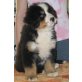 Berner Sennenhund Welpen - Rüde