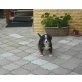 Berner Sennenhund Welpen - Rüde