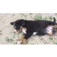 Berner Sennenhund Welpen - Rüde