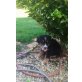Berner Sennenhund Welpen - Rüde