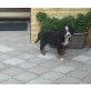 Berner Sennenhund Welpen - Rüde