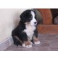 Berner Sennenhund Welpen - Rüde