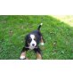 Berner Sennenhund Welpen - Rüde