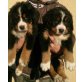 Berner Sennenhund Welpen - Rüde
