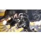 Berner Sennenhund Welpen - Rüde