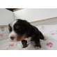 Berner Sennenhund Welpen - Rüde