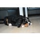 Berner Sennenhund Welpen - Rüde