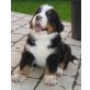 Berner Sennenhund Welpen - Rüde