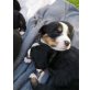 Berner Sennenhund Welpen - Rüde