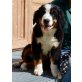 Berner Sennenhund Welpen - Rüde