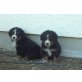 Berner Sennenhund Welpen - Rüde