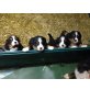 Berner Sennenhund Welpen - Rüde