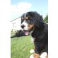 Berner Sennenhund Welpen - Rüde