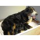 Berner Sennenhund Welpen - Rüde