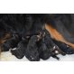 Berner Sennenhund Welpen - Rüde