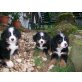 Berner Sennenhund Welpen - Rüde