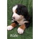 Berner Sennenhund Welpen - Rüde