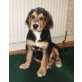 Berner Sennenhund mit Golden Retriever Welpen - Rüde