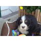 Berner Sennenhunde, Berner Sennenhund Welpen - Rüde