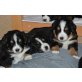 Berner Sennenhundwelpen Welpen - Rüde